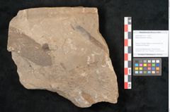 Foto (Objekt + Etikett) von Walchia piniformis Sternbg. (NHMW-GEO-2024-0188-11127)